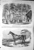 Old Antique Print 1856 Paris Poultry Show Champ Elysees Fair Nell Horse 19th