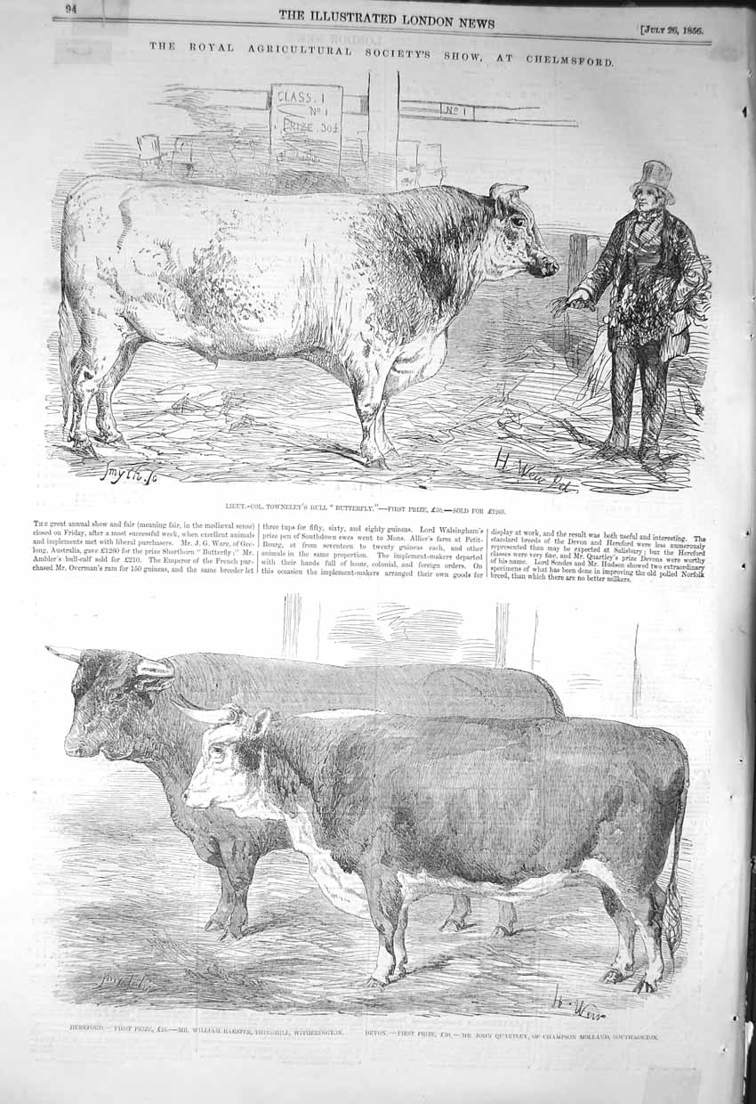 Old Antique Print 1856 Agricultural Show Chelmsford Bull Butterfly Horses 19th