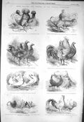 Old Antique Print 1856 Prize Poultry Pigeon Anerley Fowls Bantams Birds 19th