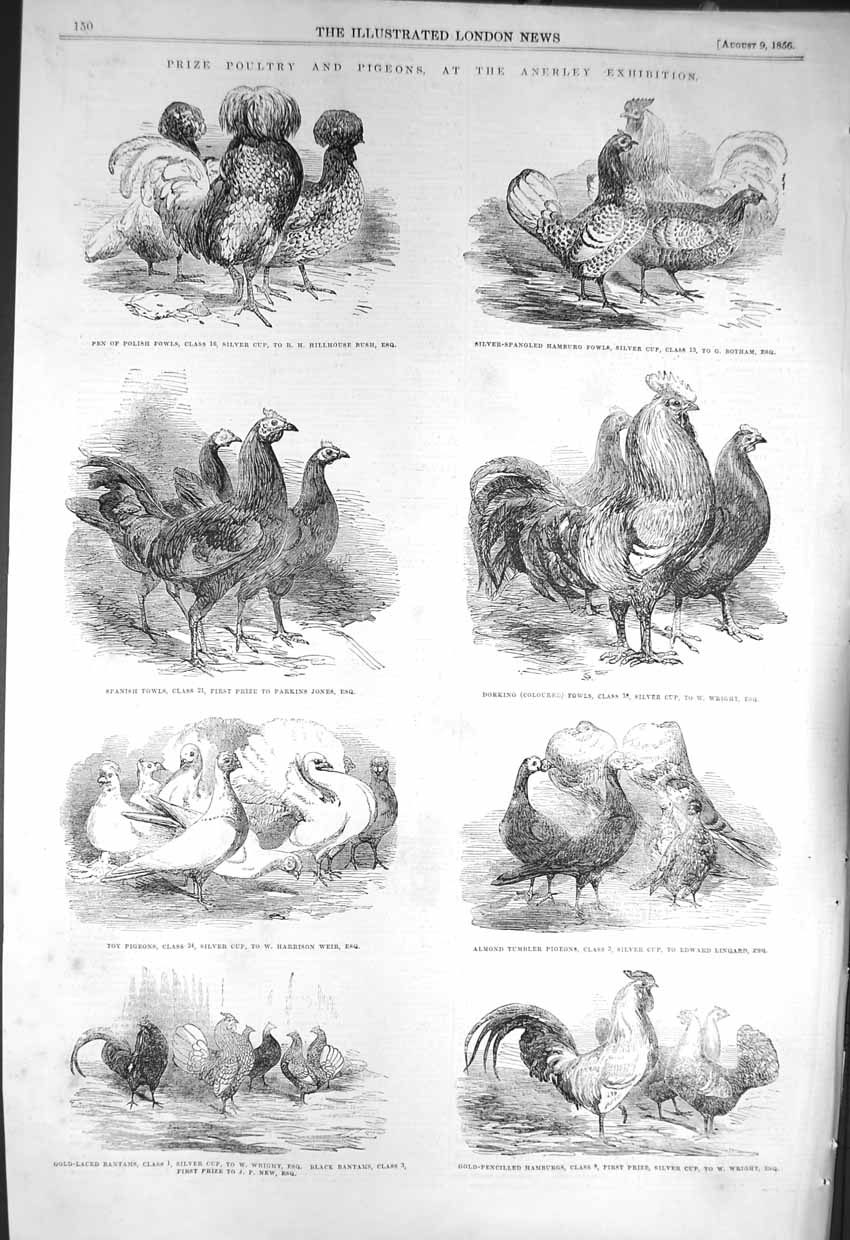 Old Antique Print 1856 Prize Poultry Pigeon Anerley Fowls Bantams Birds 19th