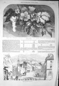Original Old Antique Print 1856 Cotton Plant Blossom Flower Baltimore Maryland