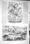 Antique Old Print *3229 1856 Floods India Tree Refuge Travellers Inundation