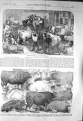 Original Old Antique Print 1856 Smithfield Club Show Cattle Baker-Street Ox Cow