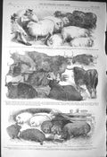 Original Old Antique Print 1856 Smithfield Club Show Animals Sheep Pigs Cattle