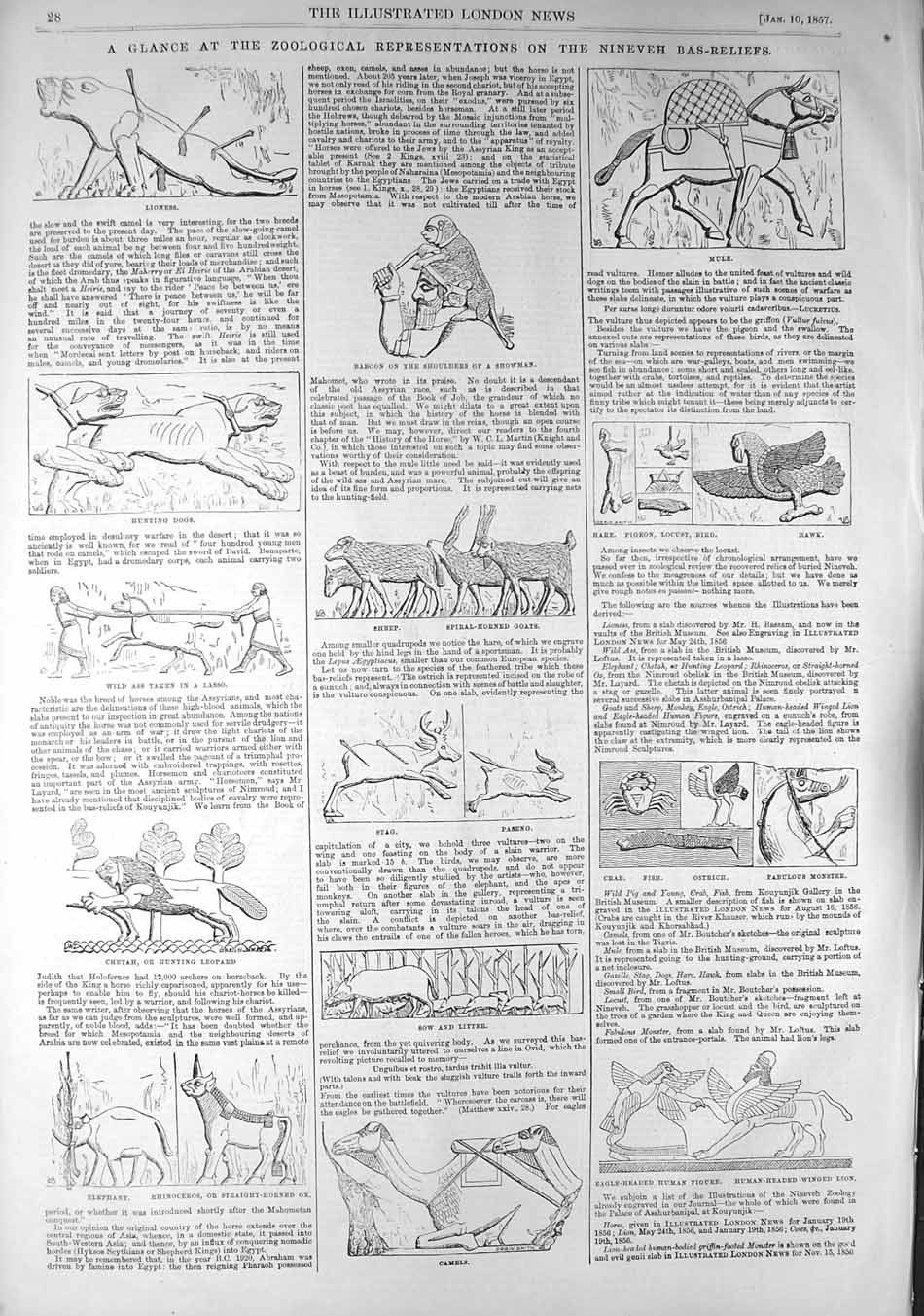 Old Antique Print 1857 Nineveh Bas-Reliefs Baboon Stag Sheep Camels Dogs 19th