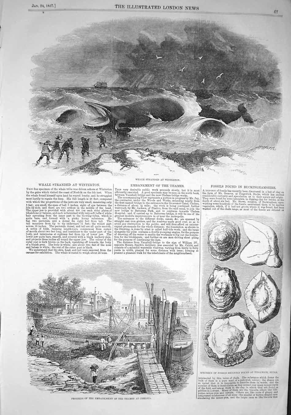 Original Old Antique Print 1857 Stranded Whale Winterton Thames Embankment 19th