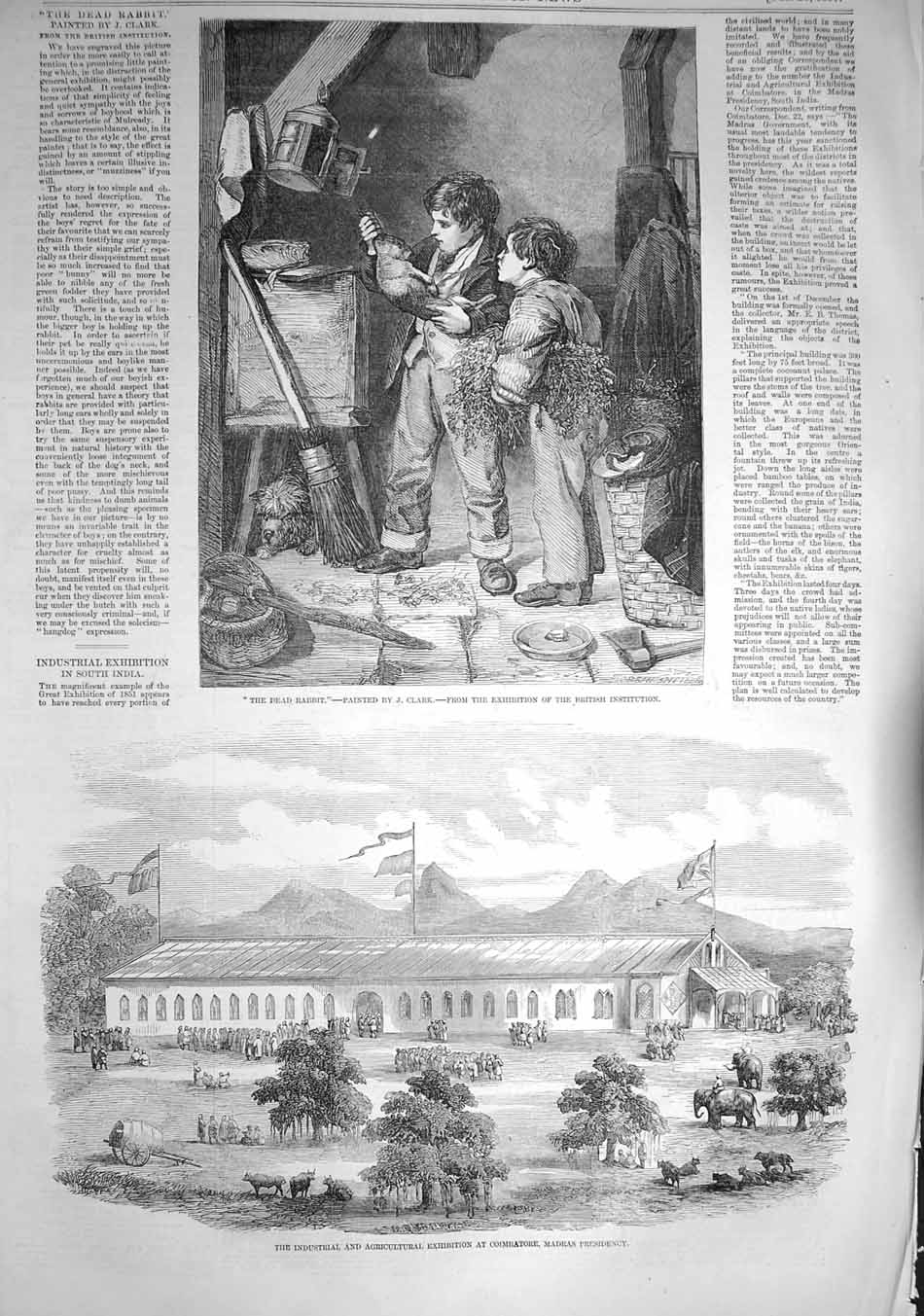 Original Old Antique Print 1857 Rabbit Industrial Exhibition Madras Coimbatore