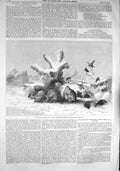 Original Old Antique Print 1857 Covey Partridge Birds Wolf 19th