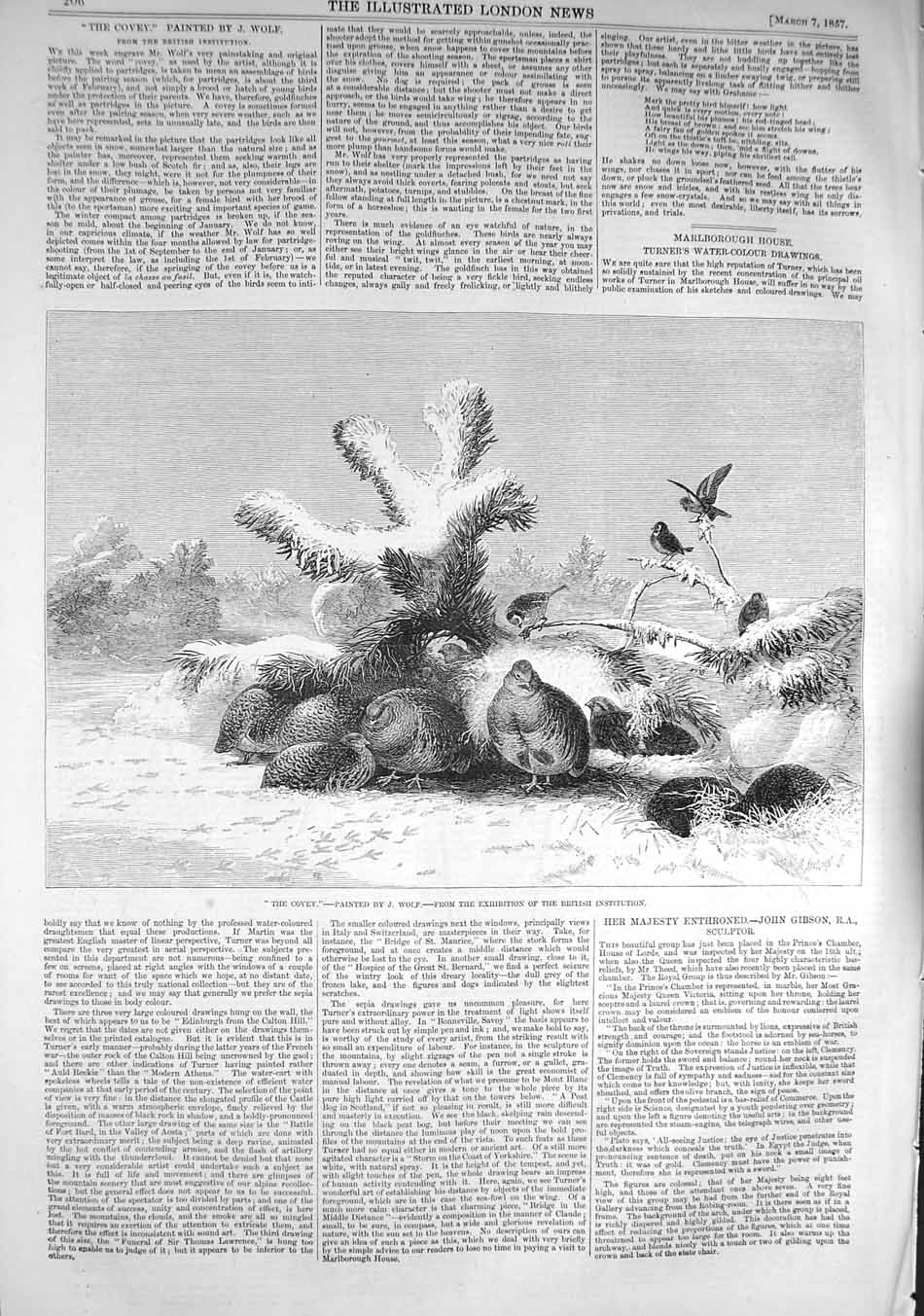 Original Old Antique Print 1857 Covey Partridge Birds Wolf 19th
