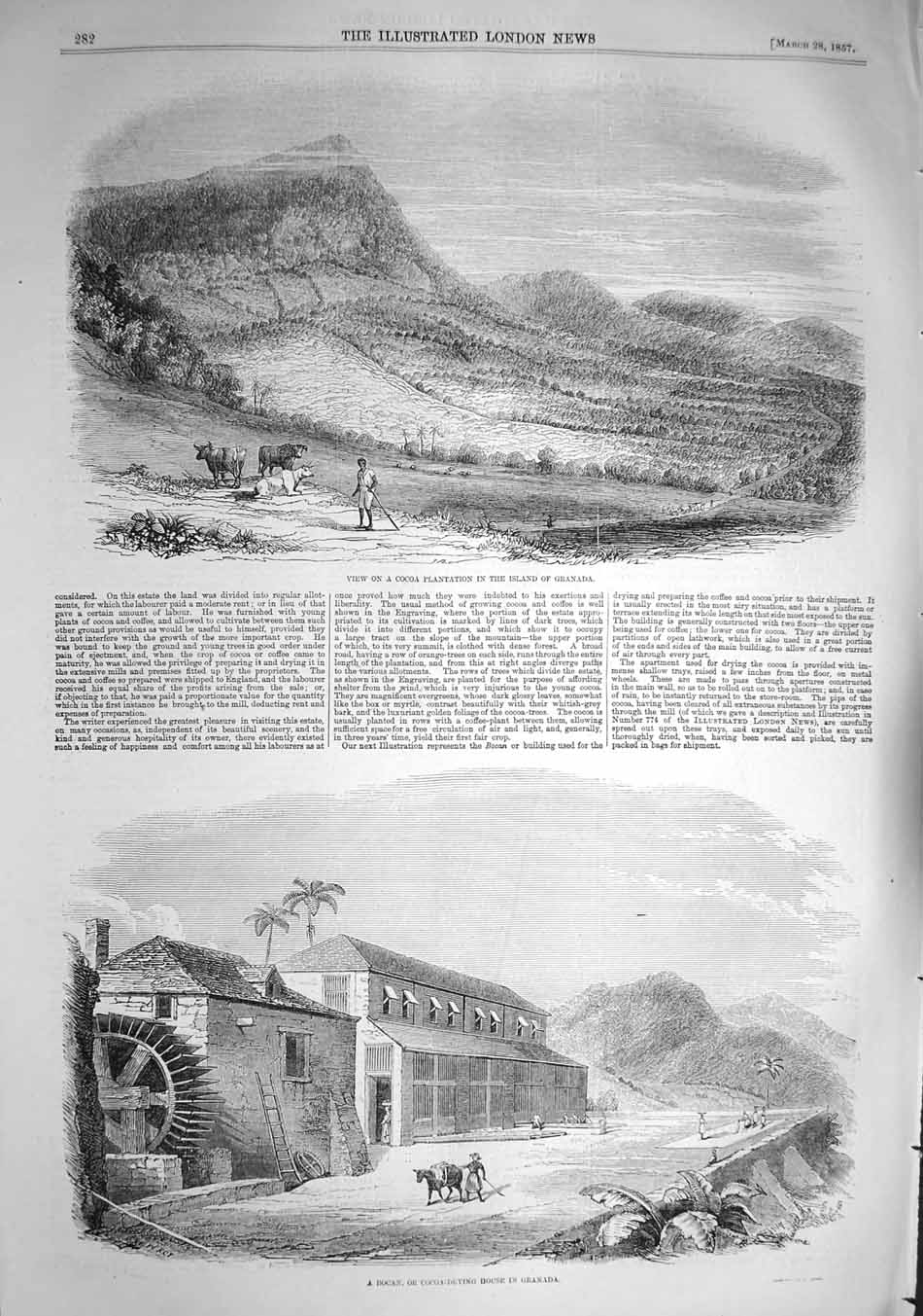 Original Old Antique Print 1857 Cocoa Plantation Granada Bocan Drying House