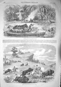 Old Antique Print 1857 Rio Trombutas Brazil Shooting Buffaloes Colt Gun 19th