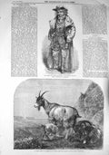 Original Old Antique Print 1857 Mountain Goats Robson Daddy Hardacre Theatre
