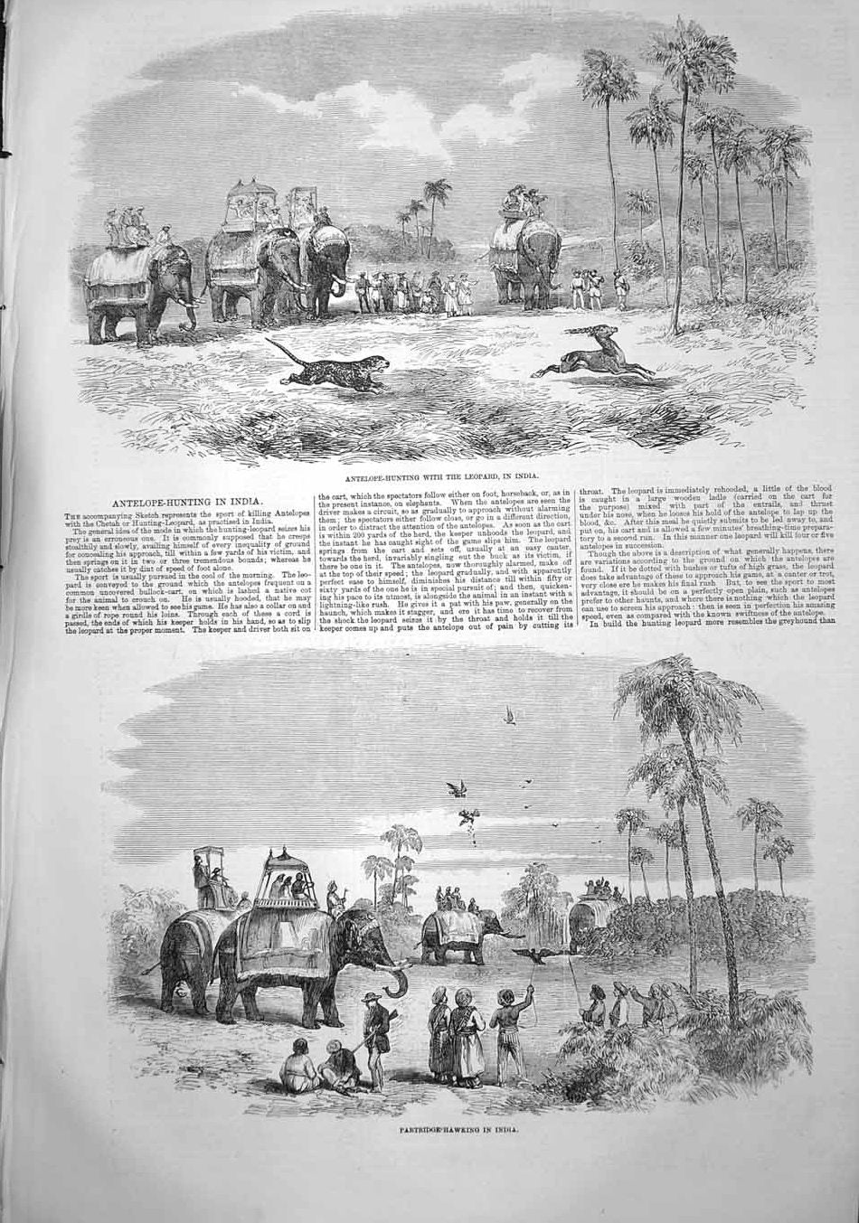 Antique Old Print *3701 1857 Antelope Hunting Leopard India Partridge Hawking