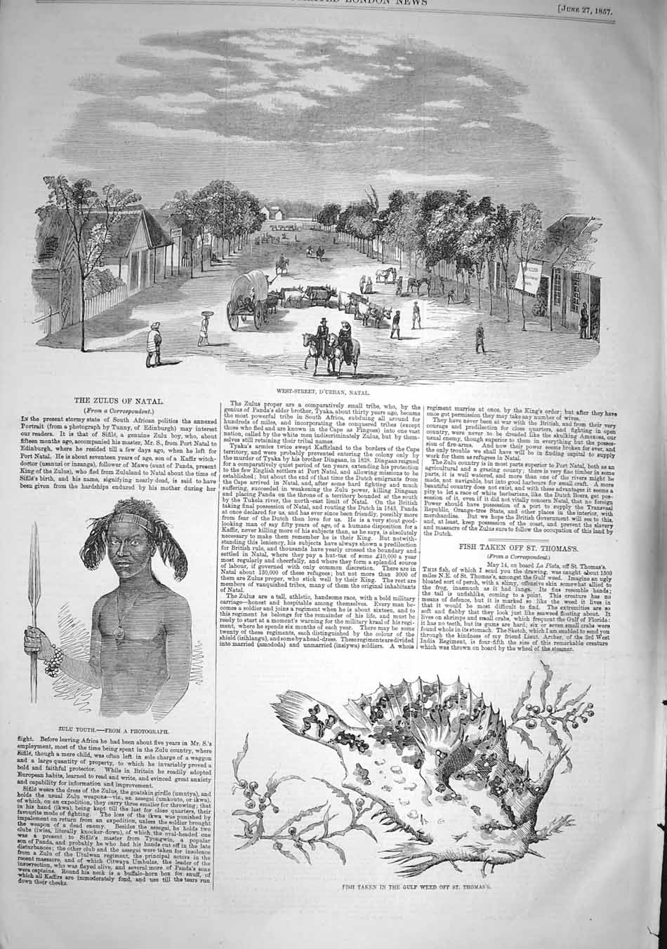 Original Old Antique Print 1857 Durban Nata Zulus Fish Gulf Weed St. Thomas