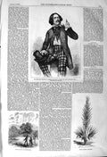 Original Old Antique Print 1857 Benjamin Webster Denbighshire Yucca Gloriosa