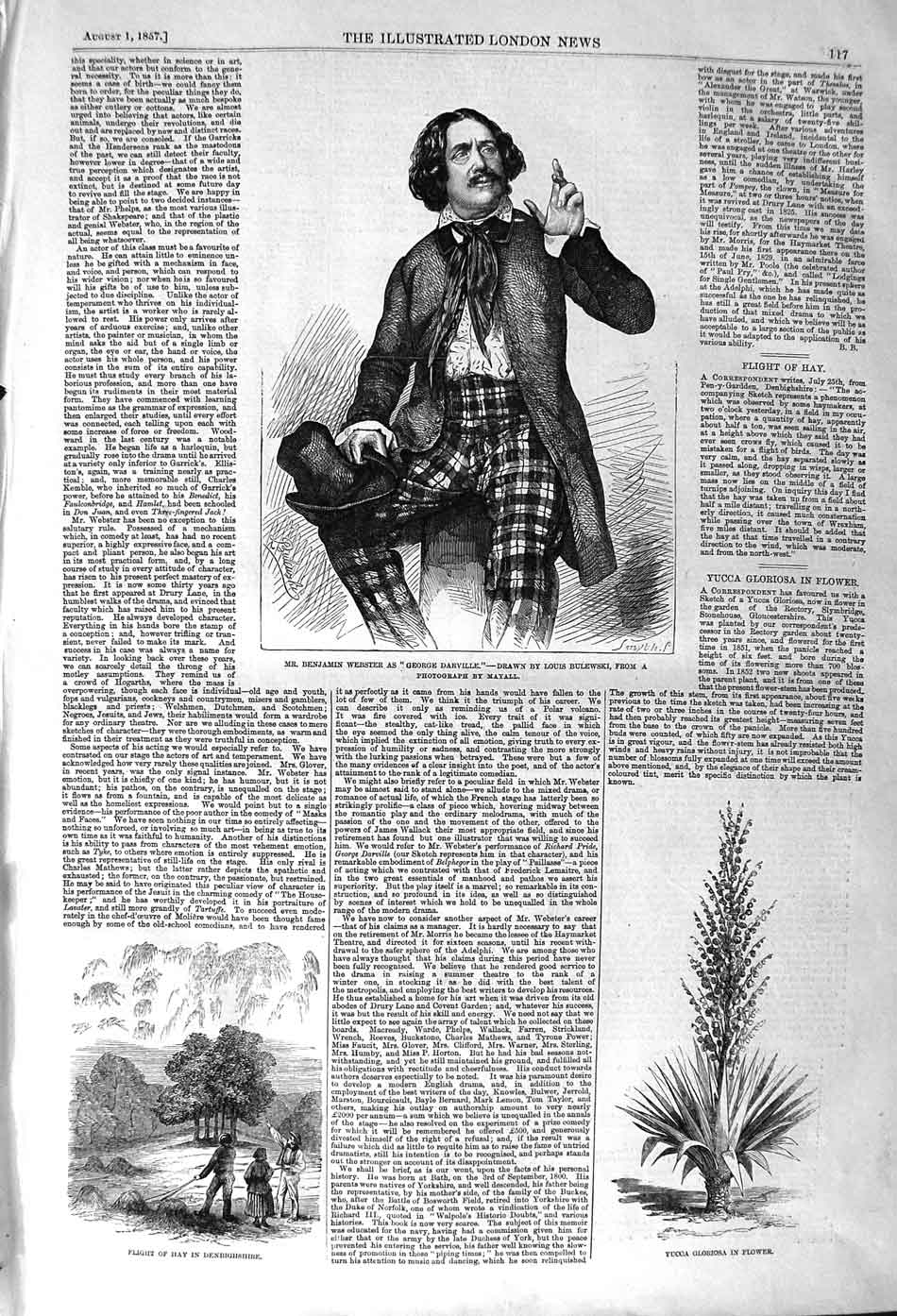 Original Old Antique Print 1857 Benjamin Webster Denbighshire Yucca Gloriosa