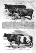Original Old Antique Print 1857 Agricultural Show Cattle Bull Horse Lord 19th