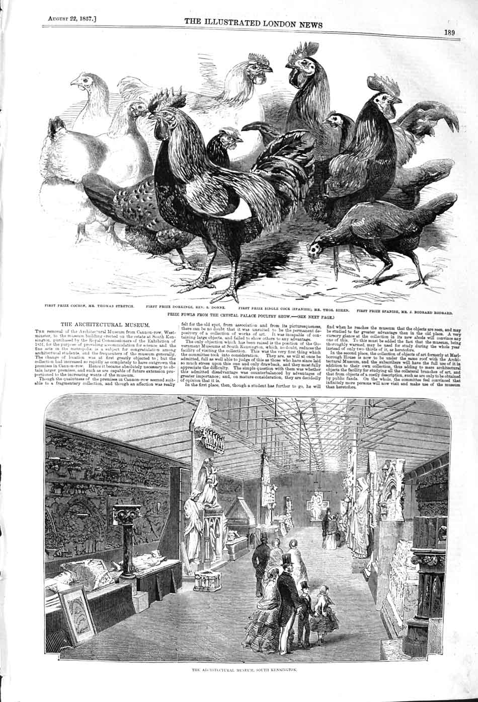 Original Old Antique Print 1857 Musuem Kensington Fowls Crystal Palace Cochin