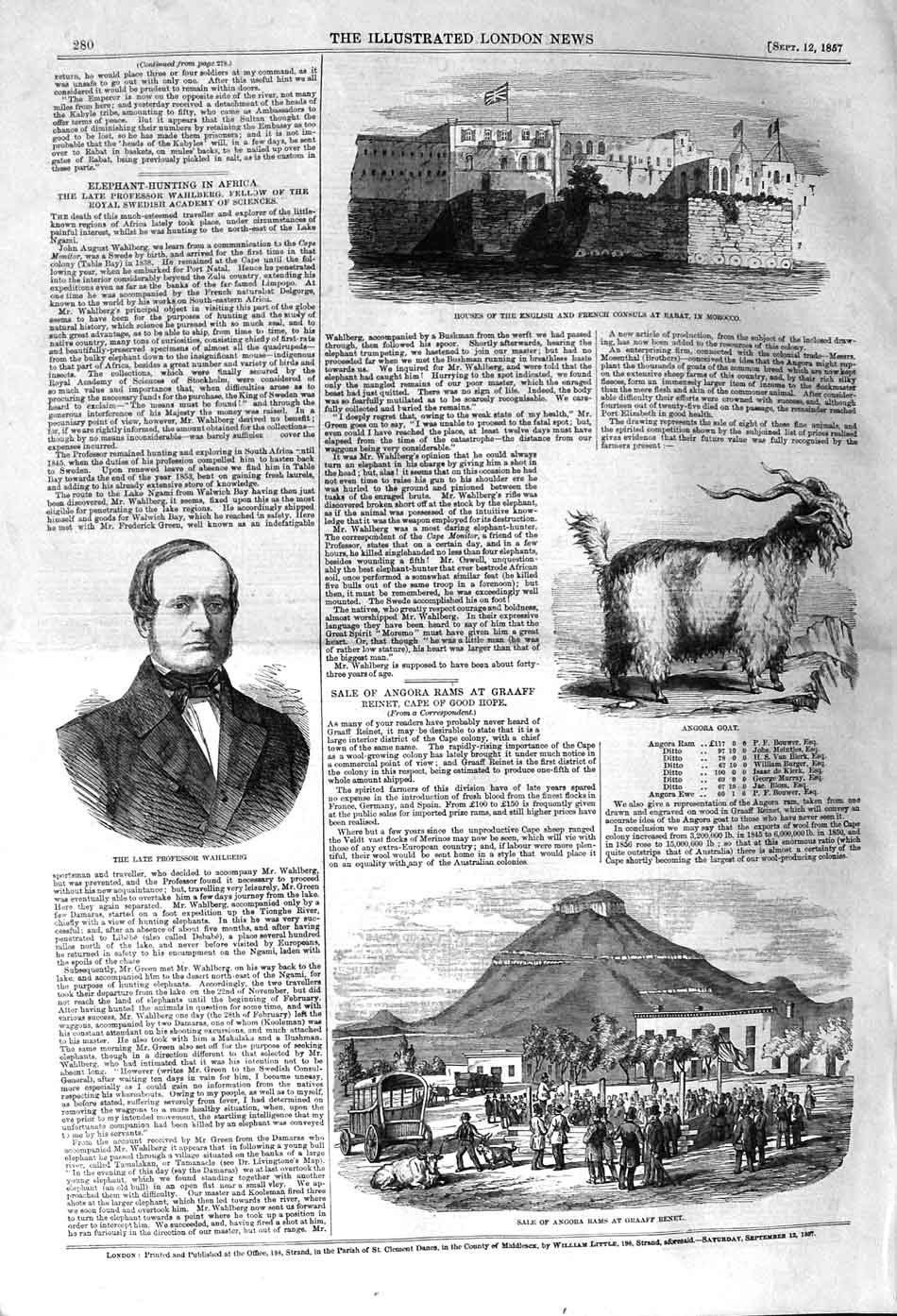 Original Old Antique Print 1857 Angora Goat Wahlberg French Consul Morocc 19th