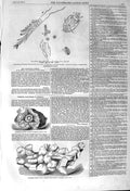 Old Antique Print 1857 Hailstone Messina Tingewick Fossils Belooch Levies 19th