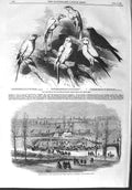 Original Old Antique Print 1858 Canaries Poultry Pigeon Show Torbay Railway