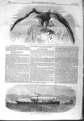 Original Old Antique Print 1858 Rennie Light Draught Gun-Boat Sea Eagle Arundel