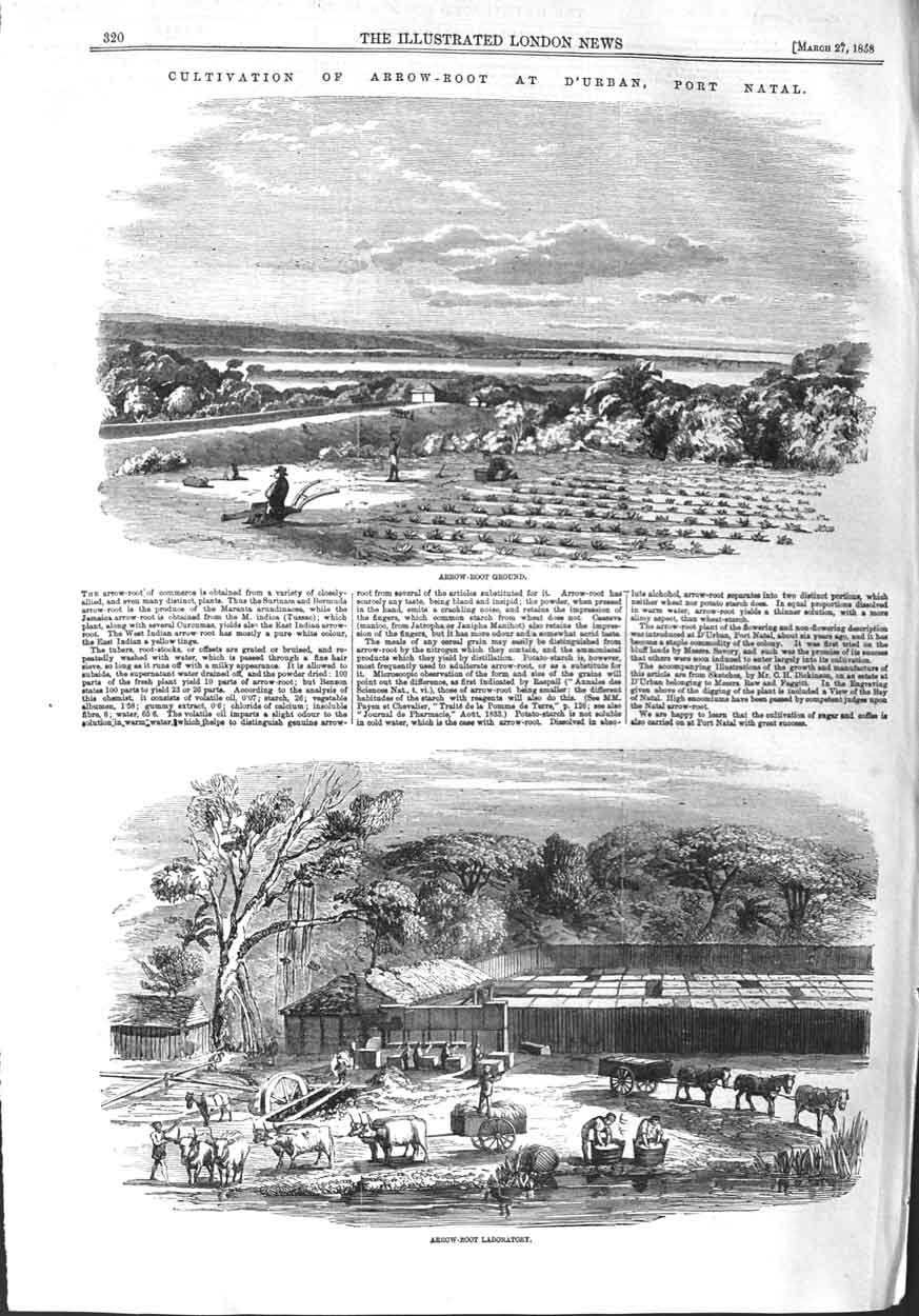 Original Old Antique Print 1858 Cultivation Arrow Root Durban Natal Laboratory