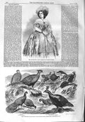Original Old Antique Print 1858 Miss Amy Sedgwick Indian Pheasants Impeyan Chur