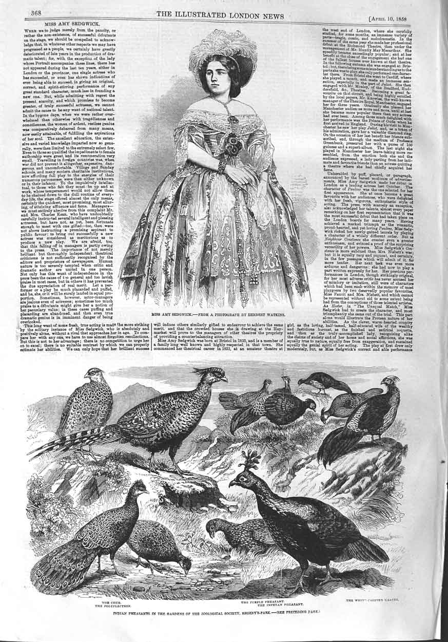 Original Old Antique Print 1858 Miss Amy Sedgwick Indian Pheasants Impeyan Chur
