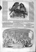 Old Antique Print 1858 Australian Goatsuckers King Lear Princess Theatre 19th