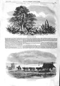 Original Old Antique Print 1858 Hedge-Row Buenos Ayres Ox Carts Pampas Cattle