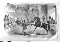 Original Old Antique Print 1858 American Horse Black Eagle Alhambra Victorian