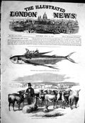 Old Print 1858 Flock Lamas Peru Animals Flying Fish Parasitic Growth Back 19th