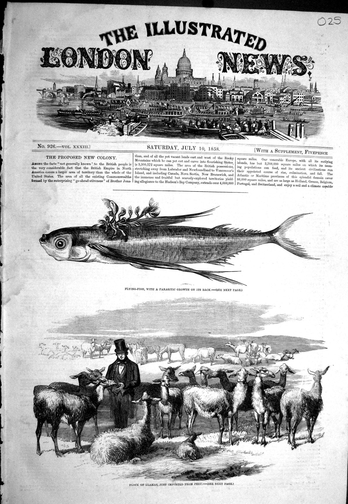 Old Print 1858 Flock Lamas Peru Animals Flying Fish Parasitic Growth Back 19th