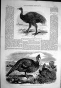 Old 1858 Mooruk Bird Honduras Turkeys Zoological Gardens Regent'S Par Victorian