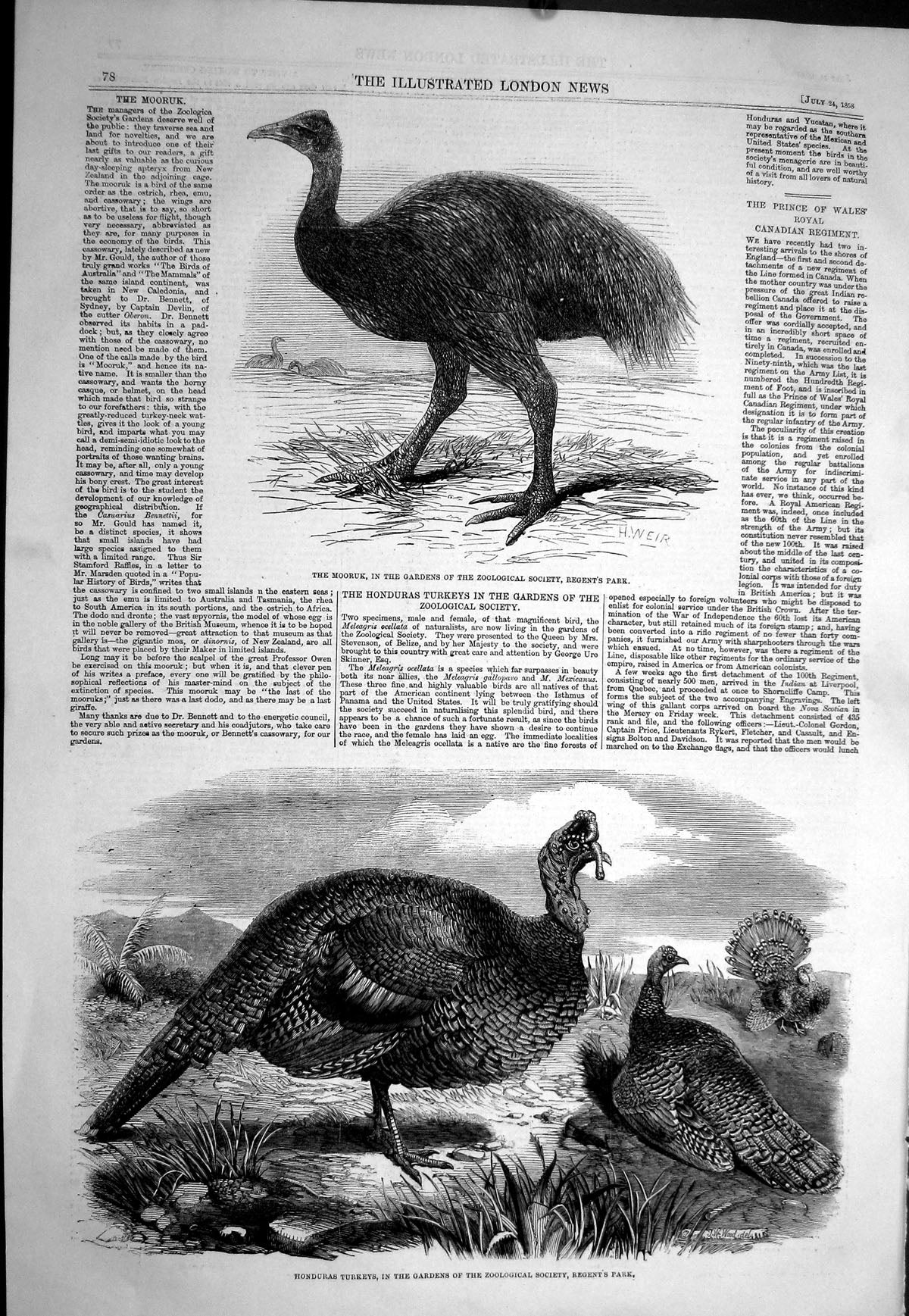 Old 1858 Mooruk Bird Honduras Turkeys Zoological Gardens Regent'S Par Victorian