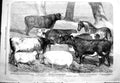 Old 1858 Agricultural Show Chester Sheep Cows Pigs Douglas Feversham Victorian