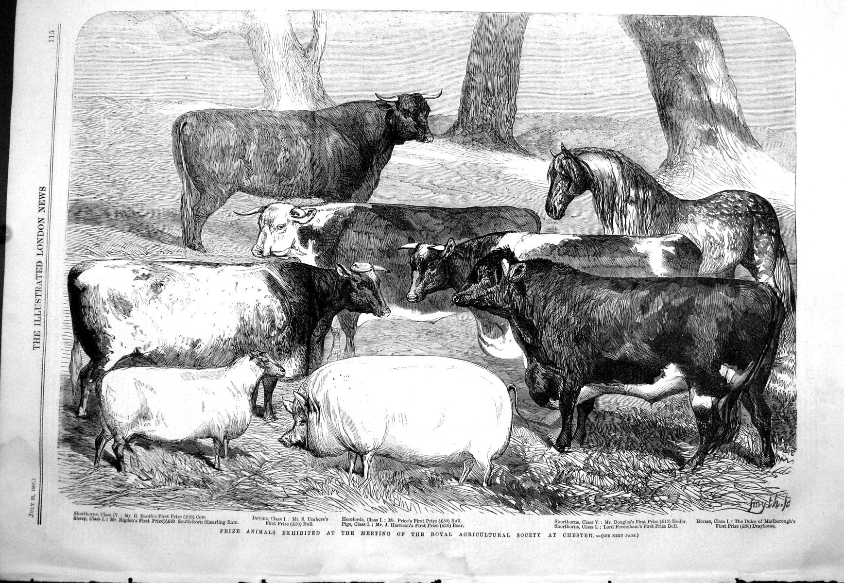 Old 1858 Agricultural Show Chester Sheep Cows Pigs Douglas Feversham Victorian