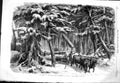 Old 1858 Lumbering Brunswick Lumbermen Forest Camp House Driving Logs Victorian
