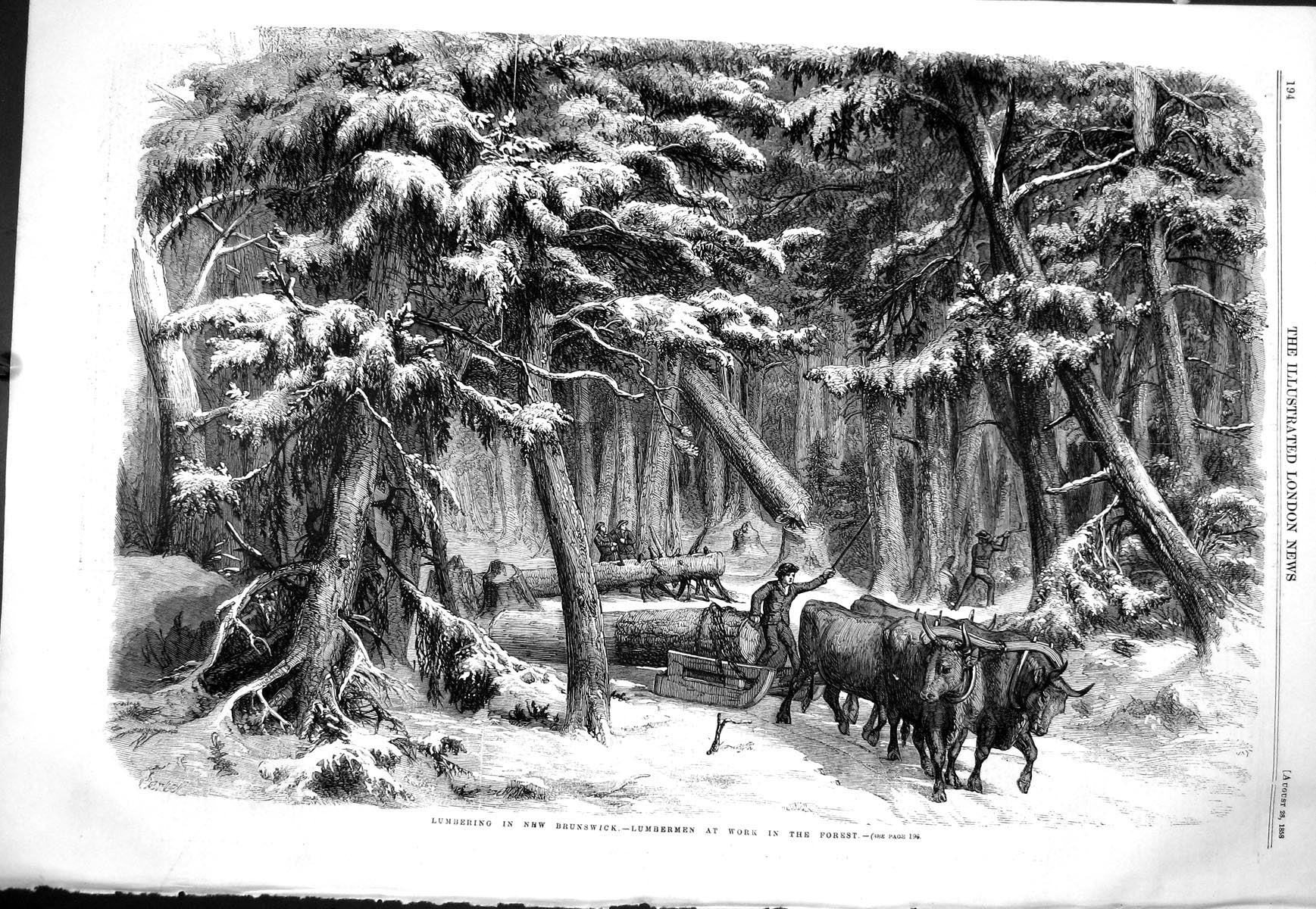 Old 1858 Lumbering Brunswick Lumbermen Forest Camp House Driving Logs Victorian