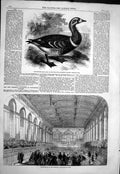 Old *6050 1858 Red-Breasted Goose Regent'S Park Inauguration Townhall