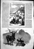 Old 1858 Markore Capra Magaceros Party Tourist Crossing Mer De Glace Victorian