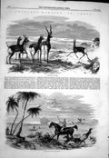 Antique Print 1858 Antelope Hunting India Sport Hounds Dogs Horses Huntsmen
