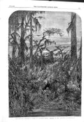 Old 1858 Scene Swamp Louisiana Man Trees River Transatlantic Sketches Victorian