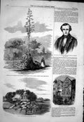 Old 1858 American Aloe Botanic Regent'S Garden Kiosk Bois Boulogne Jo Victorian
