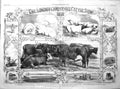 Old 1858 London Cattle Show Smithfield Beale Heath Prince Consort Ric 19th