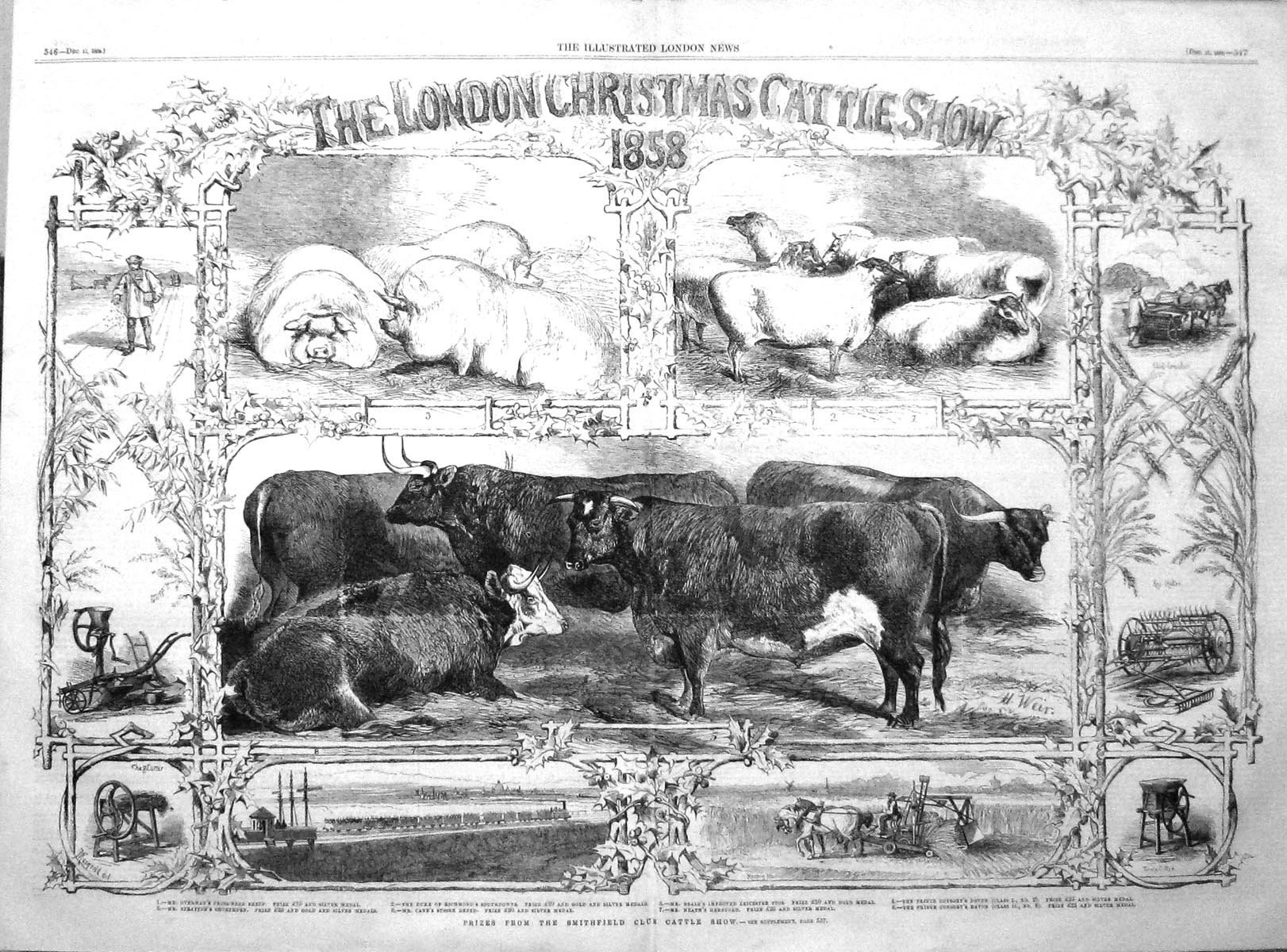 Old 1858 London Cattle Show Smithfield Beale Heath Prince Consort Ric 19th