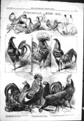 Old 1858 Birmingham Poultry Show Maddifrod Moss Worrall Parkins Hornb Victorian