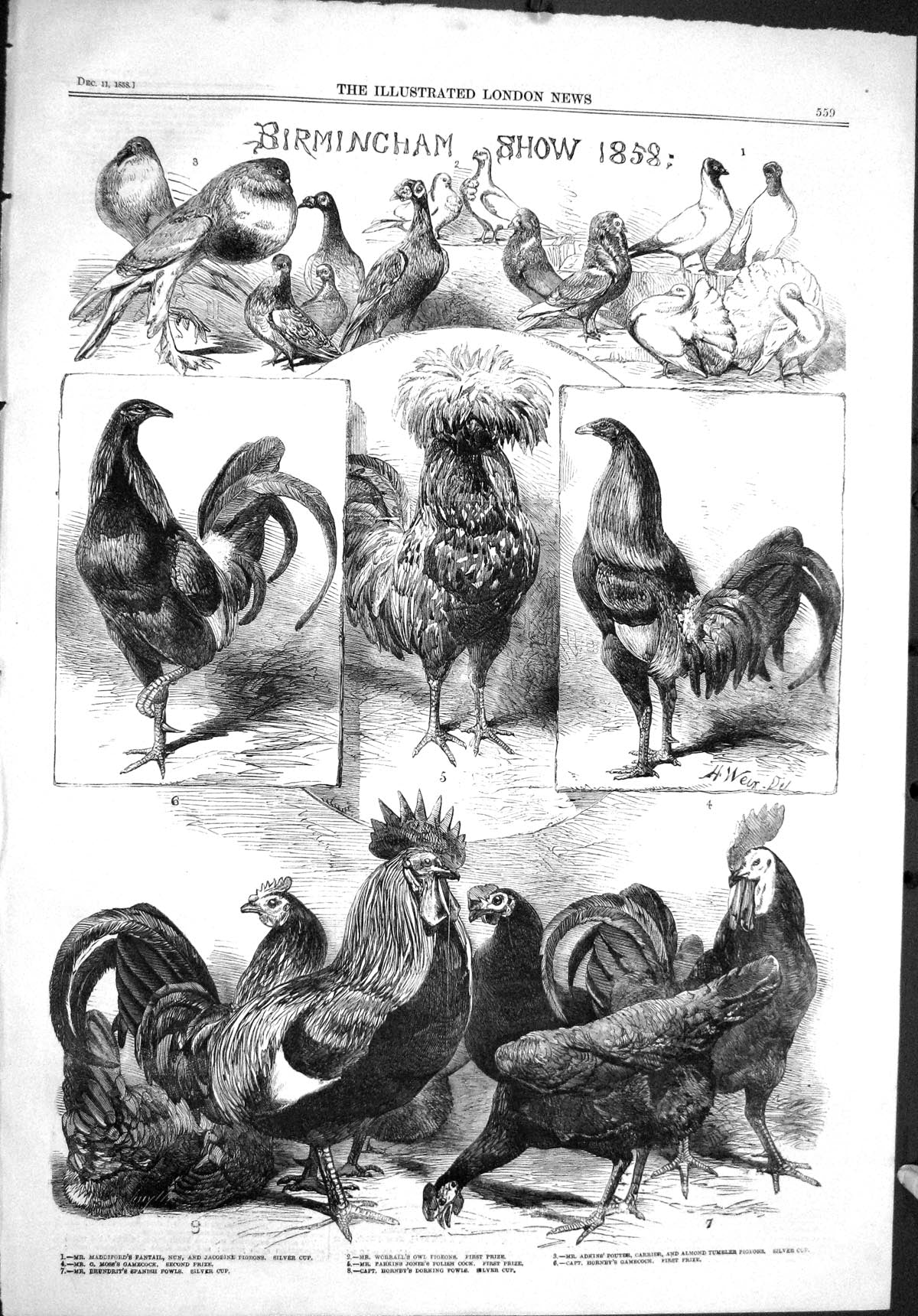 Old 1858 Birmingham Poultry Show Maddifrod Moss Worrall Parkins Hornb Victorian