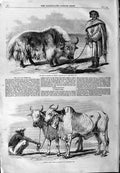 Original Old Antique Print 1859 Yak Tibet Fox Guzerat Oxen 19th